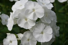 Phlox paniculata 'Mien Ruys'