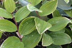 Polygonatum 'Silver Edge'