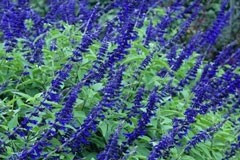 Salvia 'Anthony Parker'