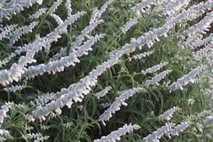 Salvia leucantha 'White Velour'