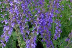 Salvia pratensis