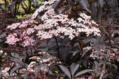 Sambucus nigra 'Guincho Purple'