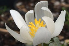 Sanguinaria canadensis