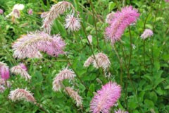 Sanguisorba obtusa