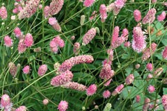 Sanguisorba officianalis 'Pink Tanna'