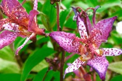 Tricyrtis formosana var. stoloniferum