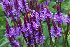 Verbena hastata 'Blue Spires'