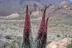 Echium wildpretii