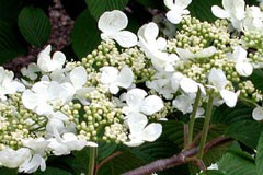 Viburnum plicatum 'Mariesii'