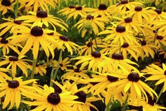 Rudbeckia fulgilda var. deamii