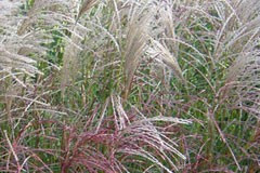 Miscanthus 'Kleine Fontaine'