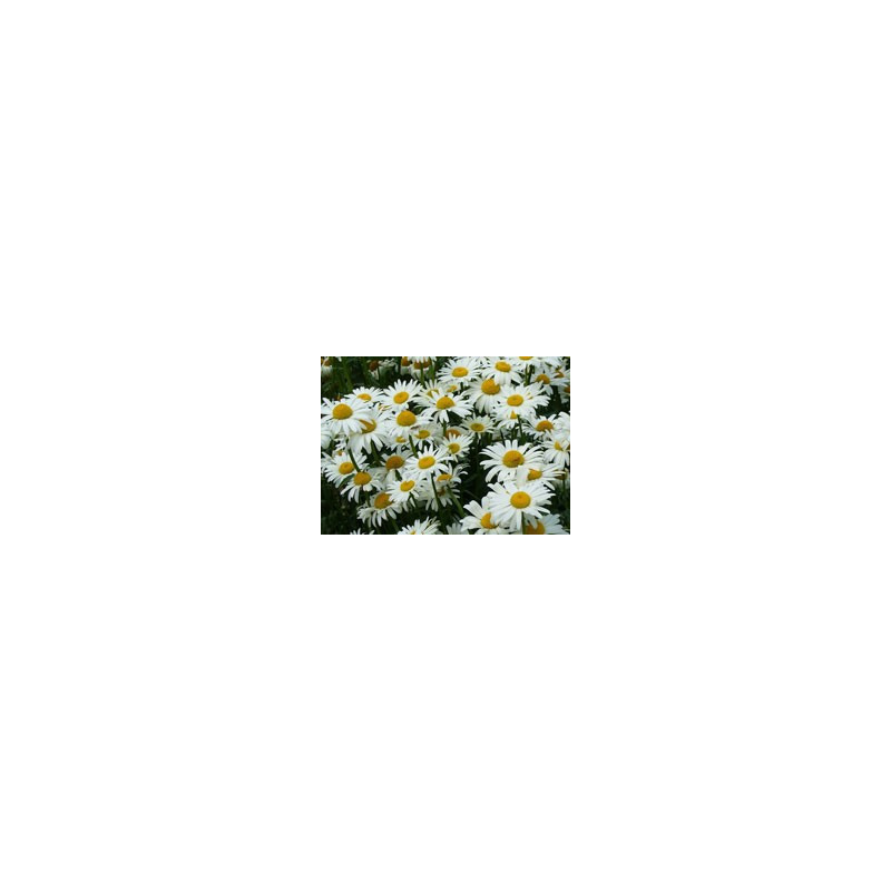 chrysanthemum superbus