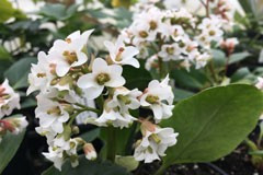 Bergenia 'Bressingham White'