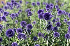 Echinops 'Veitches Blue'