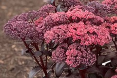 Sedum 'Dark Magic'