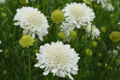 Scabiosa atropurpurea 'Snow White'