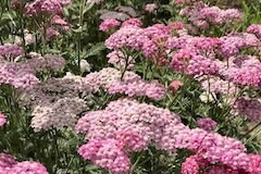 Achillea 'Musk Pink'