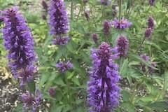 Agastache 'Blue Boa'