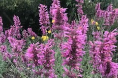 Agastache 'Sweet Lili'