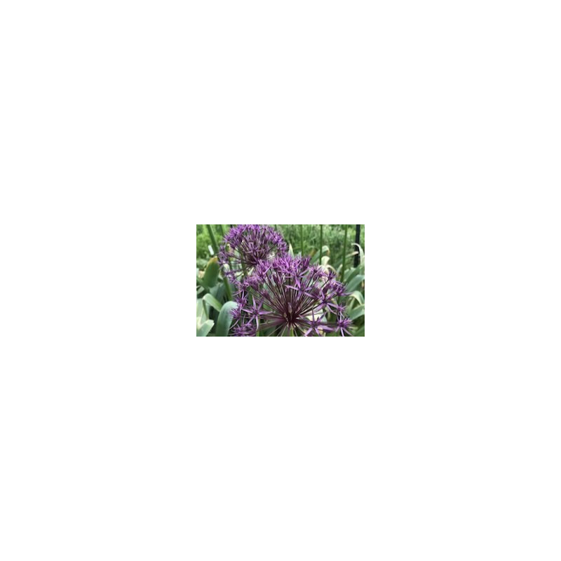 Allium rosenbachianum
