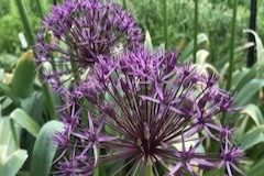 Allium rosenbachianum