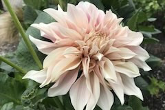 Dahlia Cafe au Lait