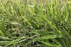 Hakonechloa macra