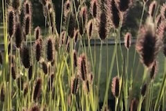 Pennisetum 'Red Buttons'