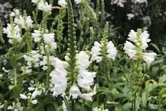 Physostegia 'Crystal White'