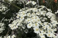 Achillea ptarmatica 'White Beauty'