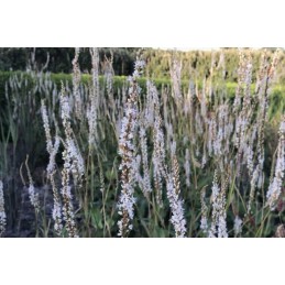 Persicaria 'White Eastfield'