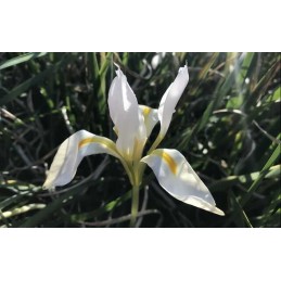 Iris unguicularis 'Winter...