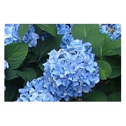 Hydrangea 'Blue Prince'