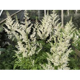 Astilbe 'Ice Queen'
