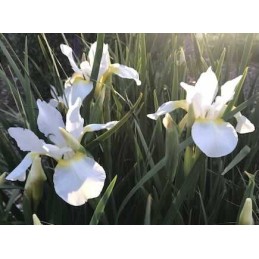 Iris sibirica 'Fourfold White'