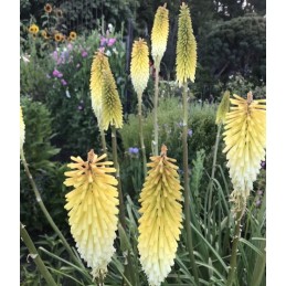 Kniphofia 'Maid of Orleans'