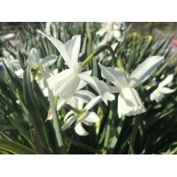 Narcissus 'Thalia'