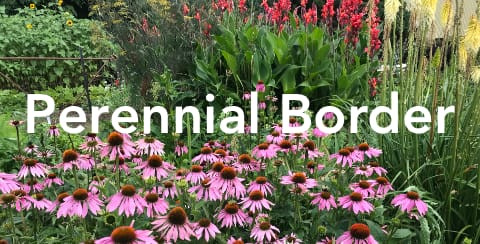 Perennial Border